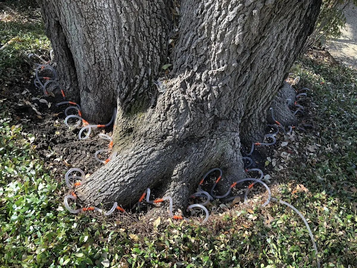 Detailed Shrub and Hedge Trimming job site in Hackberry