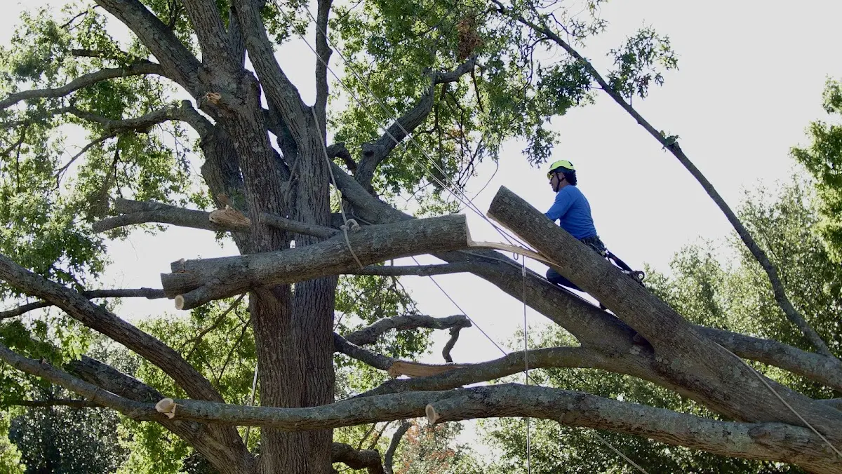 Professional Crown Thinning performed by certified arborists in Hackberry