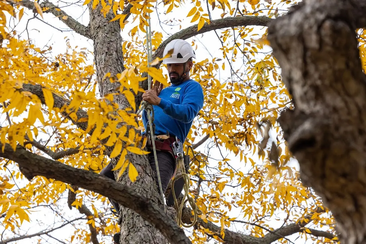 Skilled Emergency Tree Service crew working in Hackberry